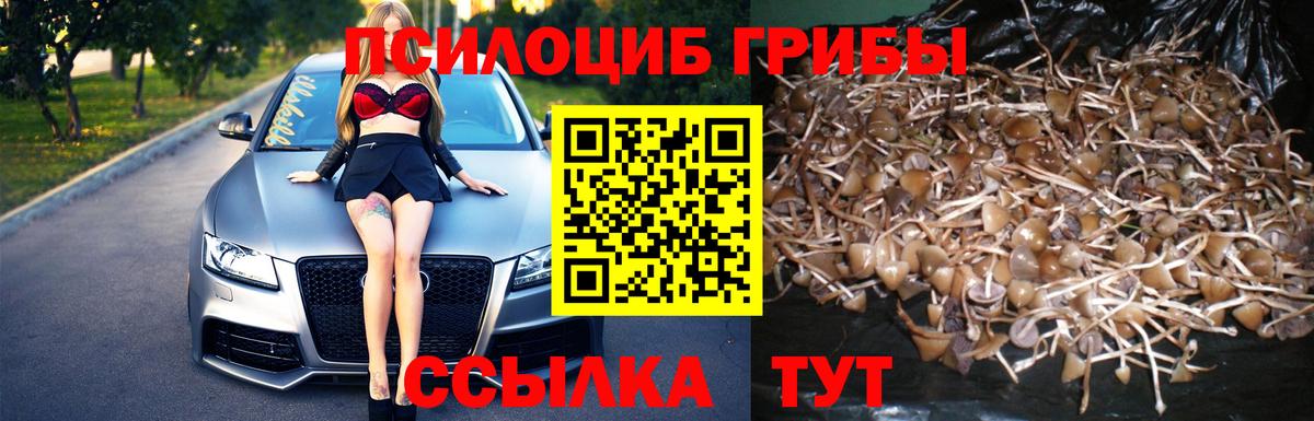 Псилоцибиновые грибы GOLDEN TEACHER Топки